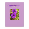 Pretty Petunias postcards by Priscilla48 Pretty Petunias postcards
