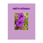 Pretty Petunias Post Cards