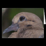 Pretty Pigeon 1 cards