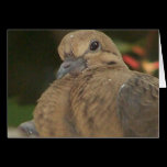 Pretty Pigeon 1 cards