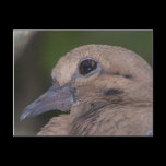 Pretty Pigeon 1 postcards