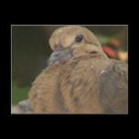 Pretty Pigeon 1 postcards