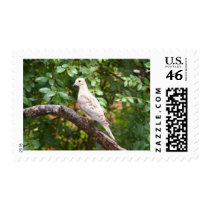 Pretty Pigeon postage