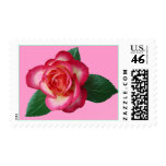 Pretty Pink and White Rose Postage Stamps