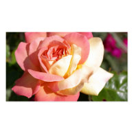 Pretty  pink and yellow rose flower.  Floral Business Card