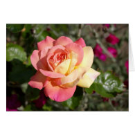 Pretty  pink and yellow rose flower.  Floral Cards