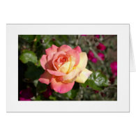 Pretty  pink and yellow rose flower.  Floral Cards