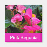 pretty pink begonia flowers refrigerator magnet