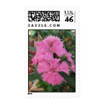 Pretty Pink Blooms Postage Stamp