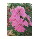 Pretty Pink Blooms Postcard Pretty Pink Blooms Postcard