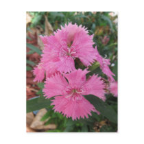 Pretty Pink Blooms Postcard by mulberry1 Pretty Pink Blooms Postcard