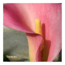 "Pretty Pink Calla Lily" Poster posters by CaroleArt "Pretty Pink Calla Lily" Poster posters