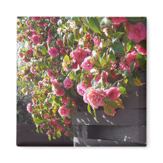 Pretty Pink Camellia 17 magnet