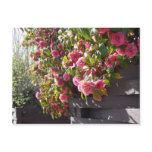 Pretty Pink Camellia 17 Postcard Pretty Pink Camellia 17 Postcard