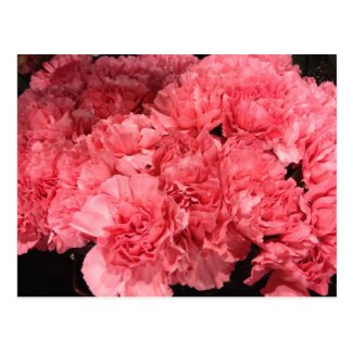 Pretty Pink Carnation Flowers