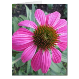 Pretty Pink Coneflower