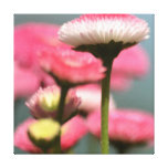Pretty Pink English Daisy Flower Stretched Canvas Prints