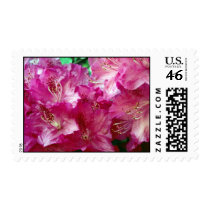 Pretty Pink Flowers Postage Stamp stamps