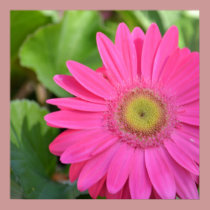 Pretty Pink Gerbera posters