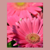 Pretty Pink Gerberas posters