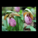 Pretty Pink Lady Slippers Flower Poster Print