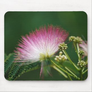 Pretty Pink Mimosa flower