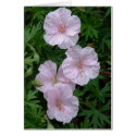 Pretty Pink Note cards by CHOLOEPUS Pretty Pink Note cards