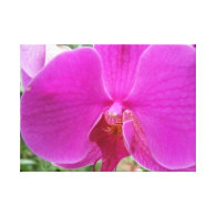 Pretty pink orchid flower canvas print