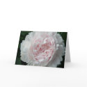 Pretty Pink Peony cards by grammasue319 Pretty Pink Peony cards