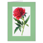 Pretty Pink Peony Garden Flower Blossom cards