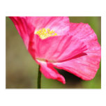 Pretty Pink Poppy Postcards