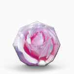 Pretty Pink Rose awards