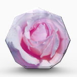 Pretty Pink Rose awards