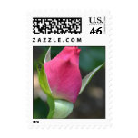 Pretty Pink Rose Bud Postage stamps