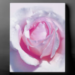 Pretty Pink Rose plaques