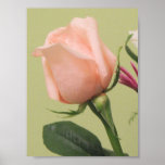 Pretty Pink Rose Poster