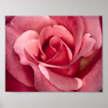 Pretty Pink Rose Print
