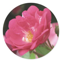 Pretty Pink Rose stickers by princessklb07 Pretty Pink Rose stickers