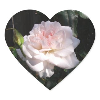 Pretty Pink Rose