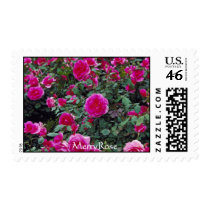 Pretty pink roses on bush postage