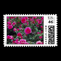 Pretty pink roses on bush postage