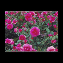 Pretty pink roses on bush postcards