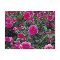 Pretty pink roses on bush postcards