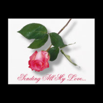 Pretty pink single rose postcards