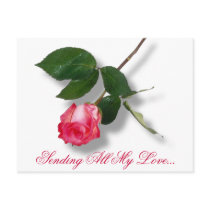Pretty pink single rose postcards