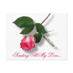 pretty, pink, single, rose, beautiful, flowers,