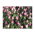 Pretty pink tulip garden postcards