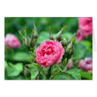 pretty pink wild rose buds and  flower card