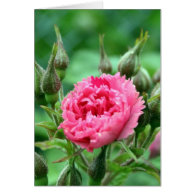 pretty pink wild rose buds and  flower greeting card