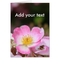 pretty pink wild rose flowers for ladies card